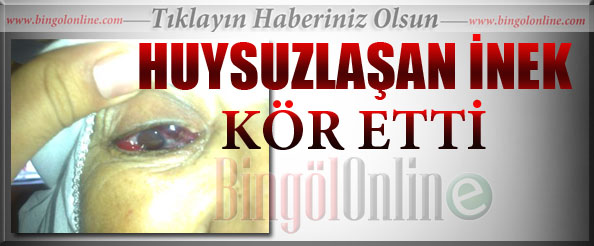 Huysuzlaşan inek kör etti