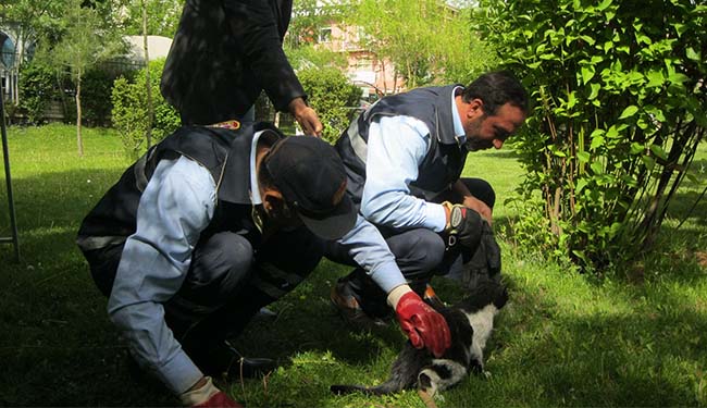 Itfaiyeden kedi kurtarma operasyonu