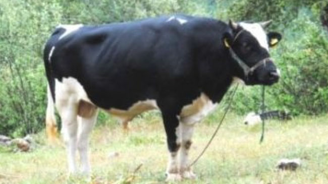 Kızgın boğa çobanı yaraladı