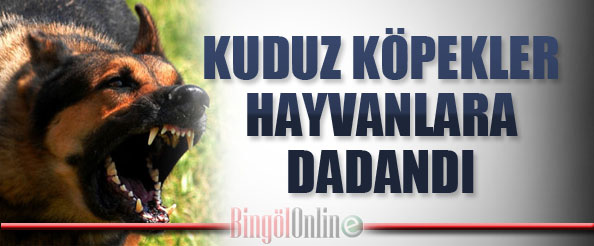 Kuduz köpekler hayvanlara dadandı