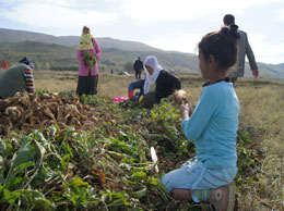 Meşedalı ovası hayat bulmaya başladı