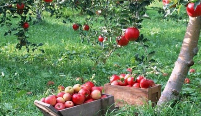 Meyvecilik projelerine hibe desteği