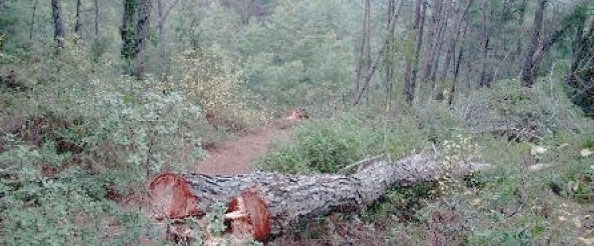 Orman kaçakçılığıyla mücadele devam ediyor