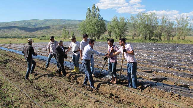 Sarıçiçek`te kapama çilek bahçesi