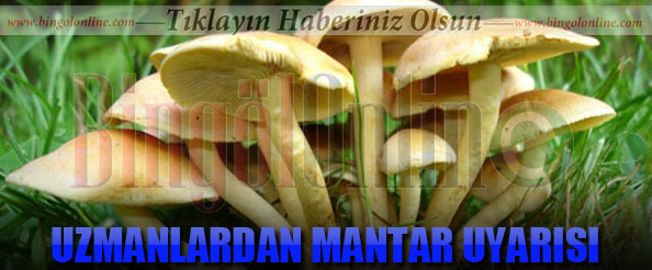 Uzmanlardan mantar uyarısı!