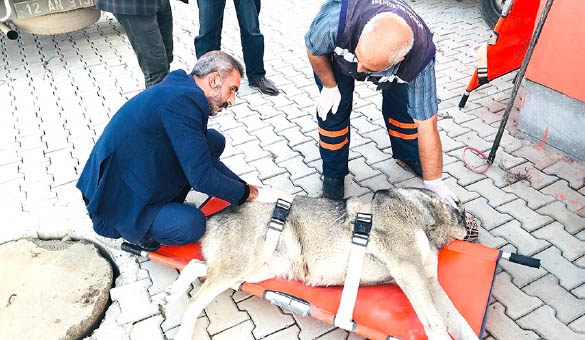 Yaralı köpeğe belediye sahip çıktı