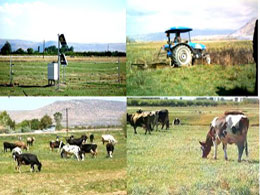 Yayla ve meralar kiralanacak