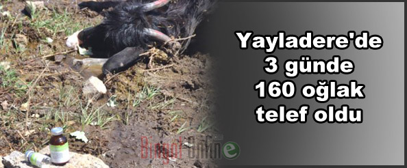 Yayladere`de 160 oğlak telef oldu