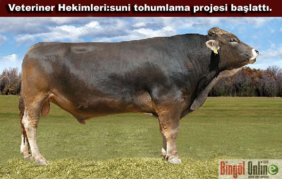Yedisu ilçe tarım müdürlüğü suni tohumlama projesi başlattı