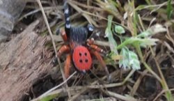 Bingöl`de zehirli uğur böceği örümceği görüldü