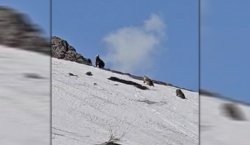 Bingöl`de ayılar karla kaplı tepede görüntülendi