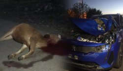 Bingöl`de otomobilin çarptığı inek telef oldu