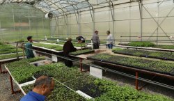 Bingöl Üniversitesi, ata tohumu sebze fidelerinin satışına başladı