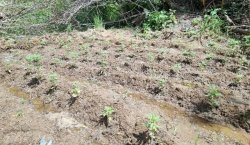Bingöl`de 330 kök kenevir ele geçirildi