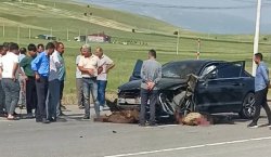 Otomobil sürüye daldı! Onlarcası telef oldu
