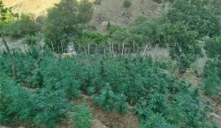 Bingöl`de 15 bin kök kenevir ele geçirildi
