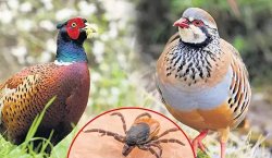 Bingöl`de bu bölgelerde avlananlara ceza yağacak!