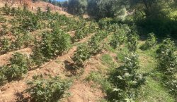 Bingöl`de 19 bin kök skunk bitkisi ele geçirildi