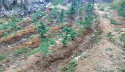 Bingöl`de uyuşturucu operasyonu