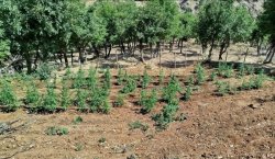 Bingöl`de 8 bin kök kenevir bitkisi ele geçirildi
