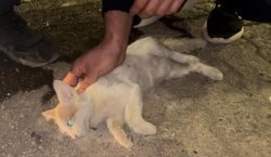 Bingöl`de itfaiye personelinden kediyi kurtarmak için kalp masajı