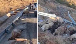 Bingöl`de hayvan taşıyan kamyon şarampole yuvarlandı