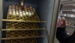 Atık malzemelerden kuluçka makinesi yaptı