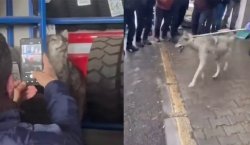 Bingöl`de kurt, lastikçi dükkanına girdi