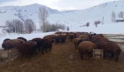 Karlıova`da besicilerin zorlu kış mesaisi