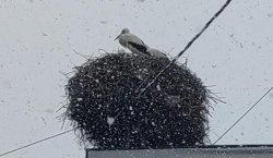 Bingöl`e erken gelen leylekler kara yakalandı