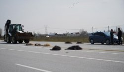 Dikkatsiz sürücü keçi sürüsüne daldı! 10 hayvan telef oldu