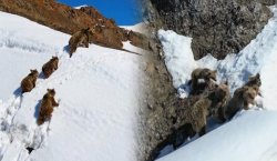 Bingöl`de kış uykusundan uyanan ayılar karla karşılaştı