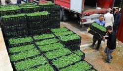 Bingöl`de Üreticilere Yüzde 50 Hibeli Sebze Fidesi Desteği