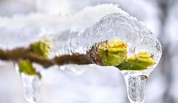 Bingöl`de Zirai Don Alarmı! Üreticilere 48 Saatlik Kritik Uyarı