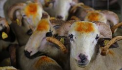 2026 Kurban Hizmetleri Tebliği yayımlandı