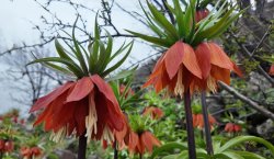 Bu çiçeği koparmanın cezası 700 Bin TL