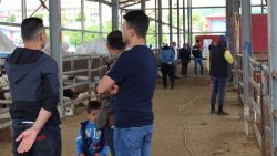 Kurban Pazarında Hareketlilik! Üreticiler Satışlardan Umutlu